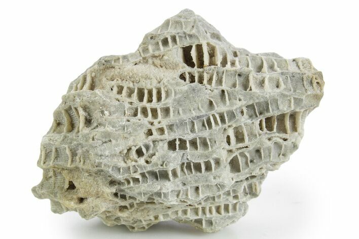 Silurian Dolostone w/ Sparkling Fossil Coral (Fletcheria) - Ohio #346068
